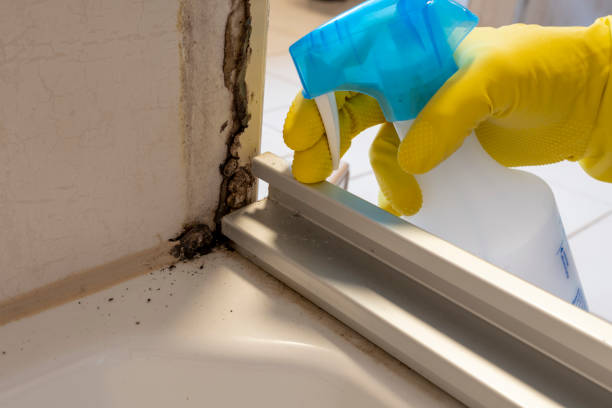 Best Mold Damage Repair  in Dana Point, CA
