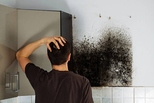 Best Attic Mold Removal  in Dana Point, CA