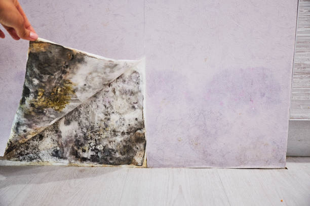 Mold Testing and Removal in Dana Point, CA